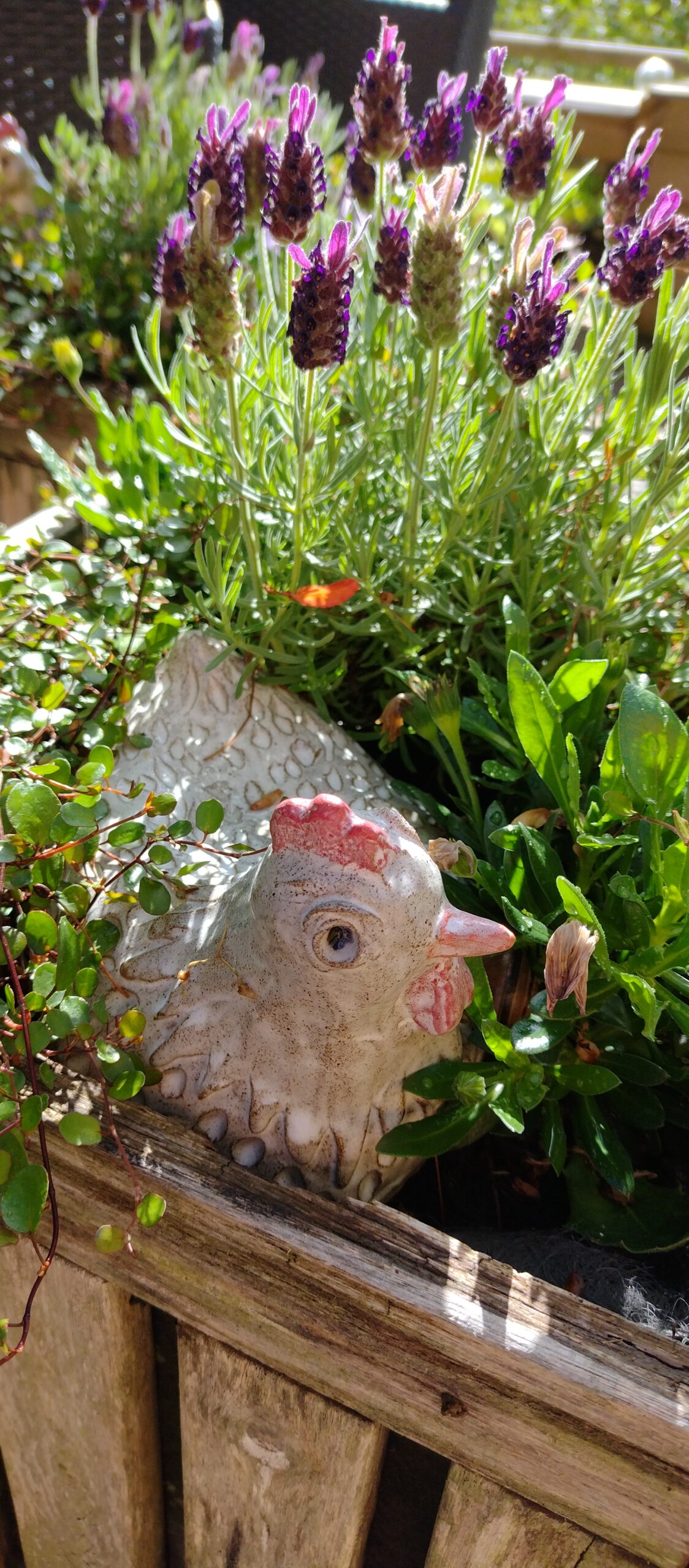 höna i gröngräset